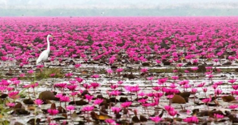 Este lago se transformou em um tapete de flores de lótus