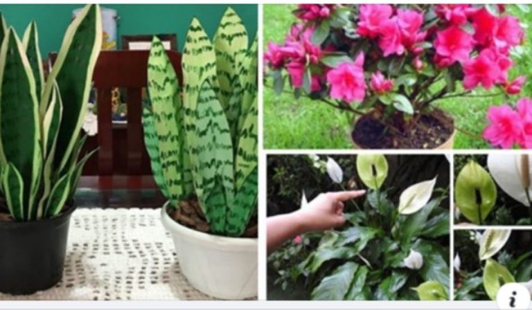 10 Plantas que purificam o ar da casa