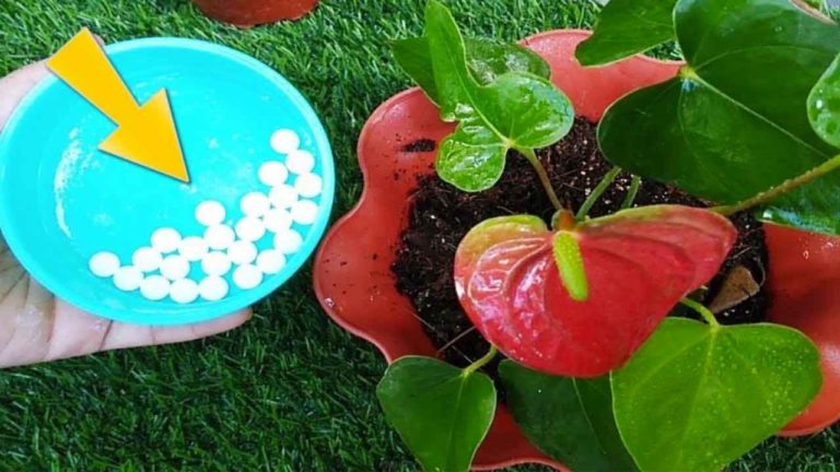 💊 Use Este Comprimido no Jardim: O Milagre Que Vai Revitalizar Suas Plantas!